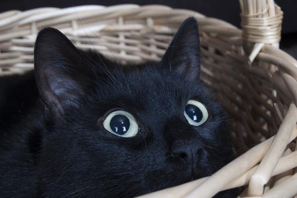 ¿Por qué mi gato me despierta por la mañana? - Respuestas y soluciones - Mi gato me despierta todas las mañanas