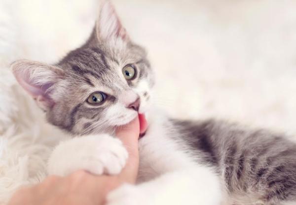 ¿Por qué mi gato me lame y luego me muerde? La respuesta: Entonces, ¿por qué mi gato me lame y luego me muerde?