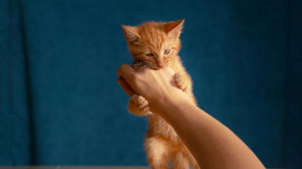 ¿Por qué mi gato me muerde suavemente mientras ronronea? - Separación prematura de su madre.