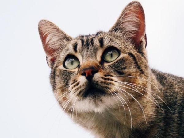 ¿Por qué mi gato mira fijamente a la nada? - estan descansando