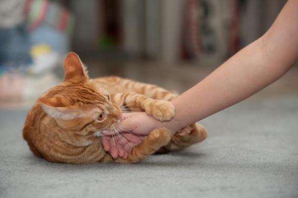 ¿Por qué mi gato muerde y patea con las patas traseras? - Mi gato me muerde y me patea cuando lo acaricio