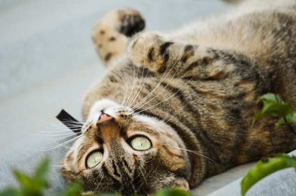 ¿Por qué mi gato orina por todas partes? Todas las razones posibles: asesoramiento inicial