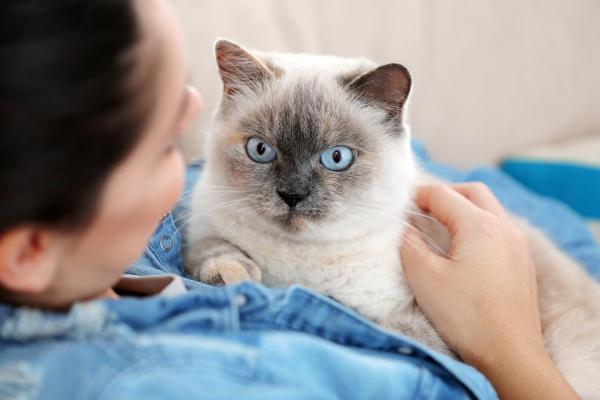 ¿Por qué mi gato se acuesta sobre mí y ronronea? - Quieren dar y recibir cariño.