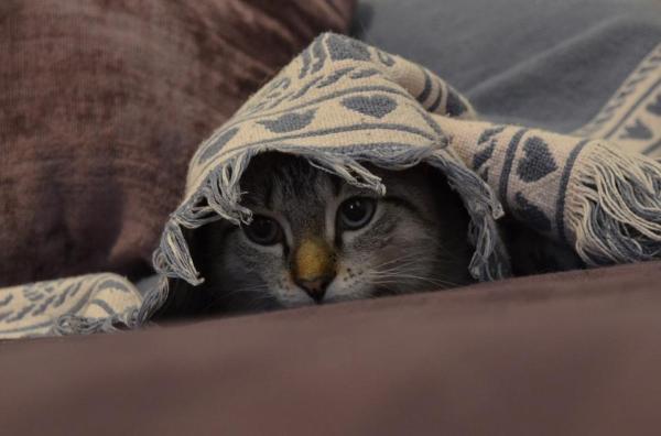 ¿Por qué mi gato se esconde de todos menos de mí?  - ¿Por qué los gatos corren y se esconden?