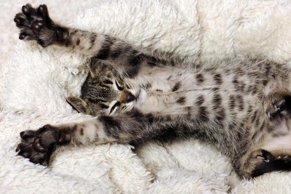 ¿Por qué mi gato se estira tanto? - Ayuda a la digestión