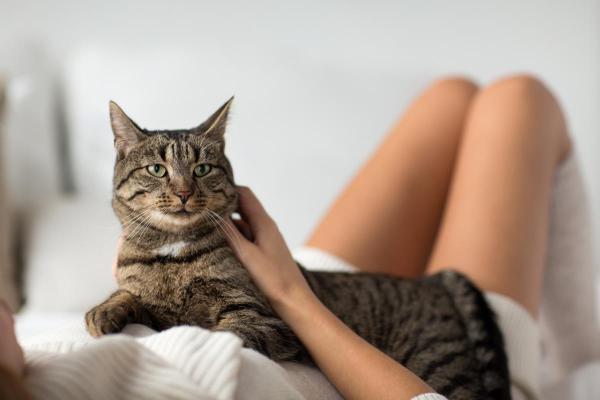¿Por qué mi gato se trepa sobre mí? - Afecto y vinculación
