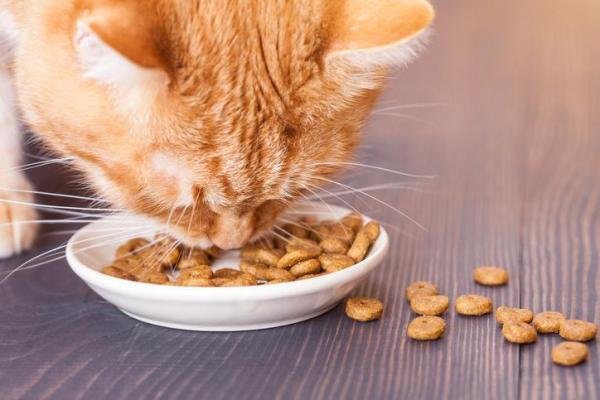 ¿Por qué mi gato siempre quiere que la mire comer? - Los gatos son animales de costumbres.
