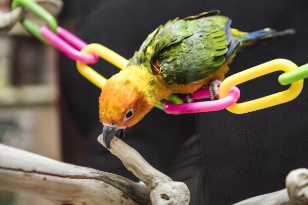 ¿Por qué mi loro me muerde de repente? - ¿Por qué mi loro picotea?