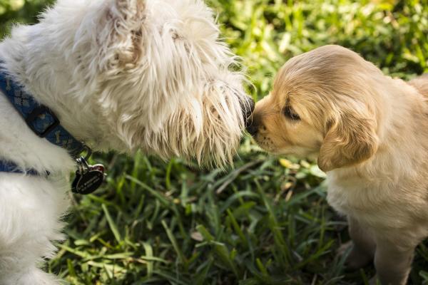 ¿Por qué mi perro adulto muerde a mi cachorro?  - Presentar un nuevo cachorro a un perro adulto