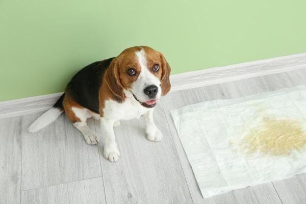¿Por qué mi perro bebe y orina más de lo habitual?  - Condiciones subyacentes del síndrome de poliuria/polidipsia.
