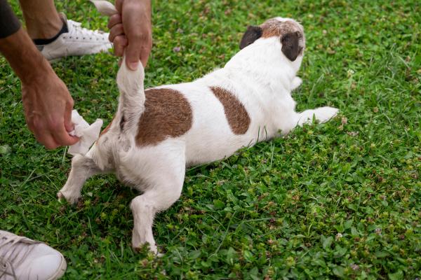 ¿Por qué mi perro come caca? - ¿Por que los perros se comen su propio excremento?