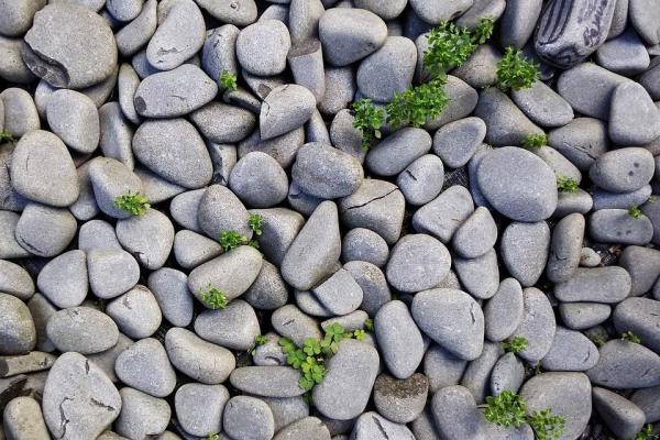 ¿Por qué mi perro come piedras? - ¿Por qué mi perro come piedras?