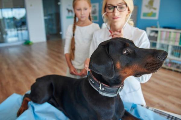 ¿Por qué mi perro come tierra?  - ¡Causas y soluciones!  - Perro comiendo tierra para macetas. 