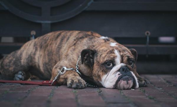 ¿Por qué mi perro es agresivo con las personas? Causas y Soluciones - ¿Por qué un perro es agresivo?