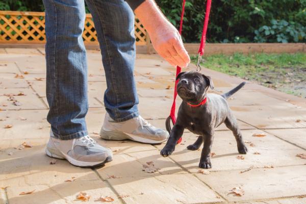 ¿Por qué mi perro es agresivo con otros perros? - ¿Por qué mi perro es agresivo con otros perros?