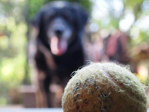 ¿Por qué mi perro está obsesionado con su pelota? - Cómo saber si tu perro está obsesionado con su pelota