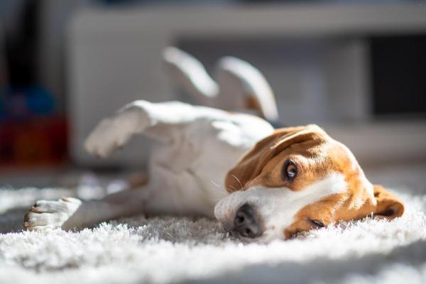¿Por qué mi perro está tan cansado? - Letargo en Perros - Síntomas de letargo en perros