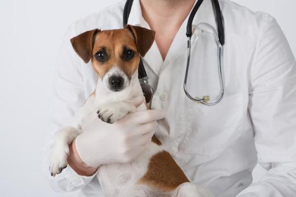 ¿Por qué mi perro hace caca en casa de repente? - Perro haciendo caca en casa: enfermedad
