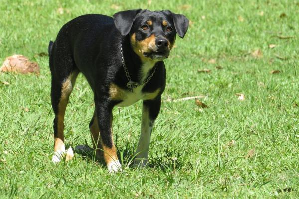¿Por qué mi perro ladra a algunos extraños y a otros no?  - ¿Por qué mi perro le ladra a unas personas y a otras no?