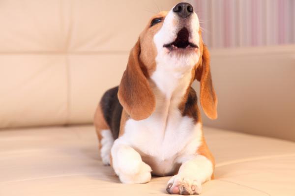 ¿Por qué mi perro ladra a nada? - ¿Por qué tu perro ladra a la nada?