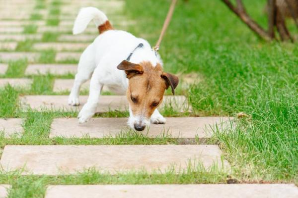 ¿Por qué mi perro lame el suelo? - Perros lamiendo el suelo cuando descubren algo para comer