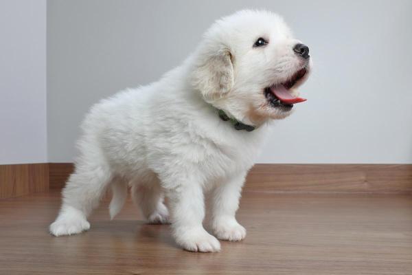 ¿Por qué mi perro me ladra sin motivo?  - ¿Por qué mi cachorro me ladra sin motivo?