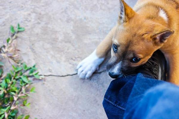 ¿Por qué mi perro me muerde con los dientes frontales? - ¿Por qué muerden los perros?