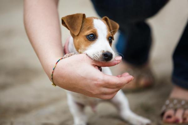 ¿Por qué mi perro me muerde cuando juego? - Comportamiento normal en cachorros