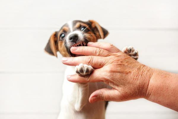 ¿Por qué mi perro me muerde cuando lo acaricio? - ¿Por qué mi cachorro me muerde cuando lo acaricio?