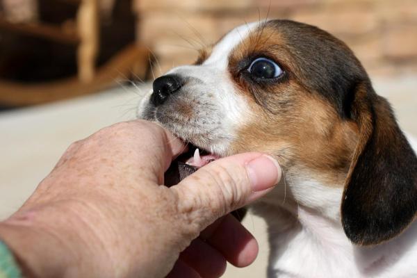 ¿Por qué mi perro me muerde la mano suavemente? - Dentición