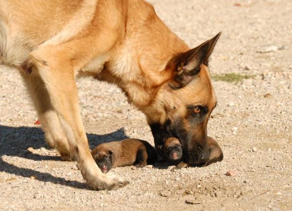 ¿Por qué mi perro mueve a sus cachorros? - Causas y Soluciones - ¿Por qué mi perro mueve a sus cachorros?