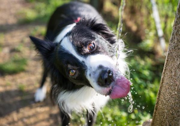 ¿Por qué mi perro no bebe agua?  - Por qué tu perro no bebe agua