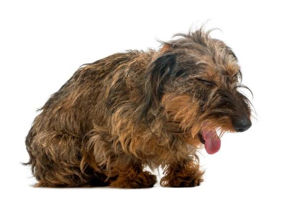 ¿Por qué mi perro no ladra en absoluto? - Causas patológicas