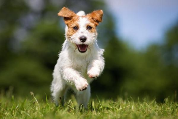 ¿Por qué mi perro no regresa cuando lo llaman? - 7 trucos para que tu perro venga cuando lo llamen