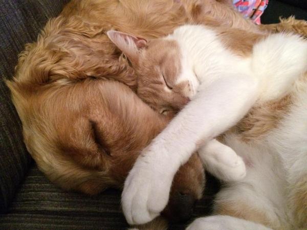 ¿Por qué mi perro odia a los gatos? - ¿Es cierto que los perros y los gatos no se llevan bien?