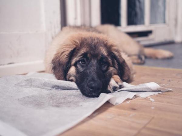 ¿Por qué mi perro orina cuando intento acariciarlo? - ¿Por qué los perros se orinan?