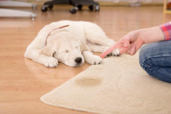 ¿Por qué mi perro orina cuando tiene miedo?  - ¿Qué es la micción sumisa?