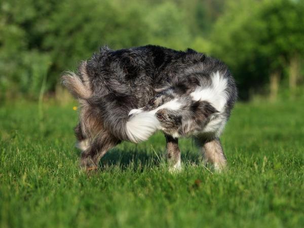 ¿Por qué mi perro persigue sombras? - Conductas compulsivas en perros
