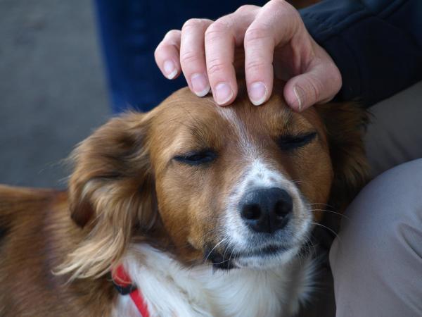 ¿Por qué mi perro se apoya en mí? - ¿Está bien? - ¿Por qué mi perro se apoya en mí cuando lo acaricio?
