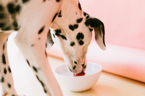 ¿Por qué mi perro sólo come una vez al día? - Por qué tu perro solo come una vez al día