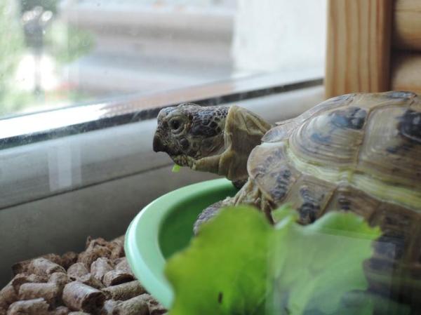 ¿Por qué mi tortuga no come? - Posibles Causas y Soluciones - Tu tortuga es susceptible a los cambios en su entorno