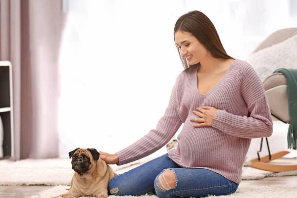 ¿Por qué no le gusto a mi perro cuando estoy embarazada? - Perro orinando en casa desde que quedaste embarazada