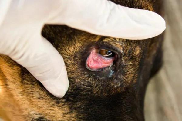 ¿Por qué se le hincha el ojo a mi perro? - Síntomas de ojos hinchados en perros