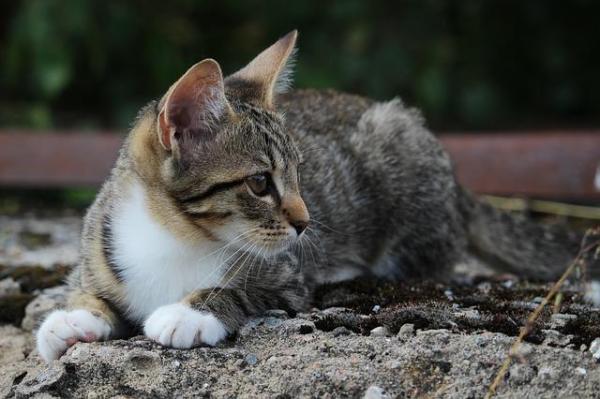 ¿Por qué te muerde tu gato? - Conoce a tu gato