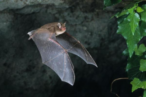 ¿Por qué un murciélago es un mamífero y no un pájaro? - ¿Es un murciélago un mamífero?