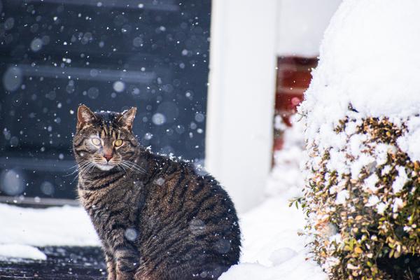 ¿Puede un gato morir congelado?  - Consejos de seguridad para gatos en invierno - ¿Puede un gato morir congelado? 