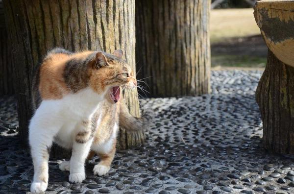 ¿Puede un gato vivir en un apartamento?  - Ventajas y desventajas de tener un gato en un apartamento