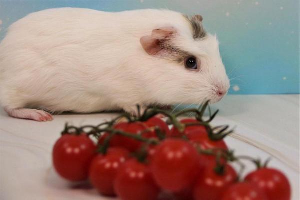 ¿Pueden las cobayas comer tomates?  - Dosis de tomate para cobayas