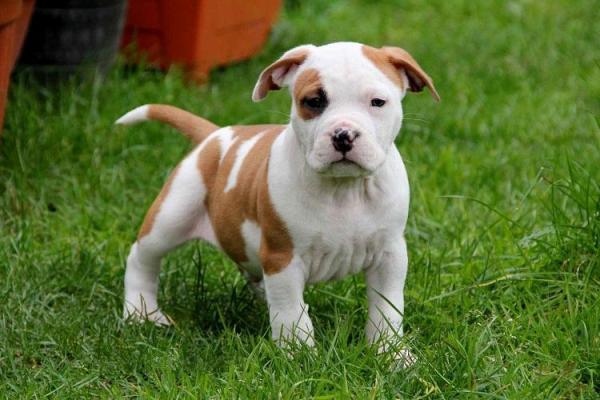 ¿Pueden los American Staffordshire Terriers vivir con otros perros? - ¿Cómo son los American Staffordshire Terriers?
