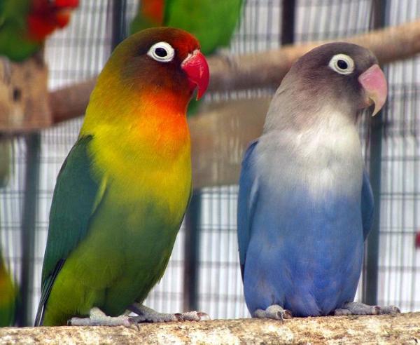 ¿Pueden los agapornis vivir solos?  - ¿Es mejor tener uno o dos agapornis?